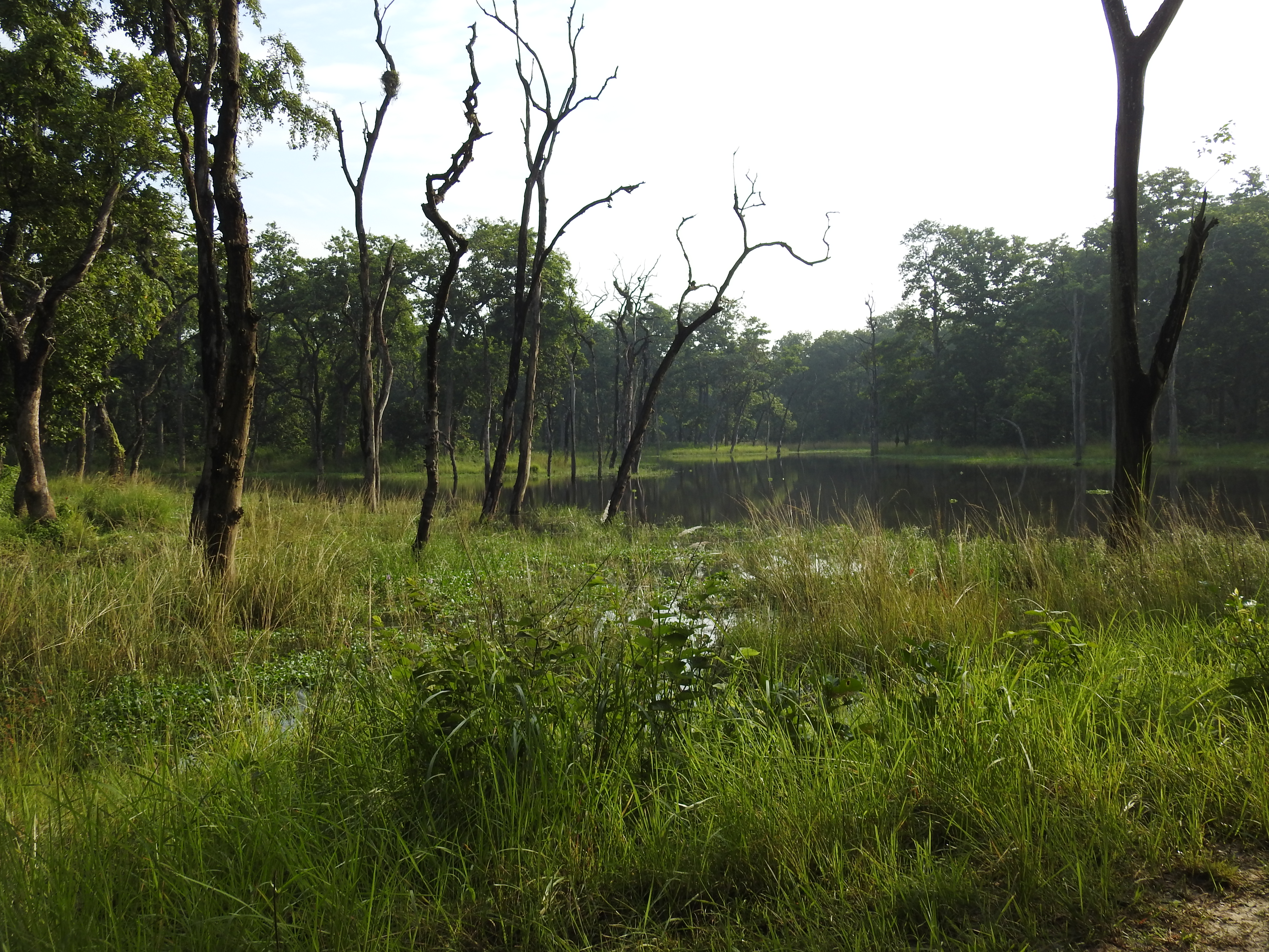 Peaceful forest walking trails Nepal
