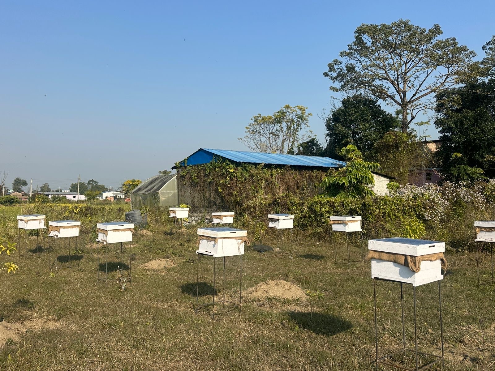 Beekeeping Experience
